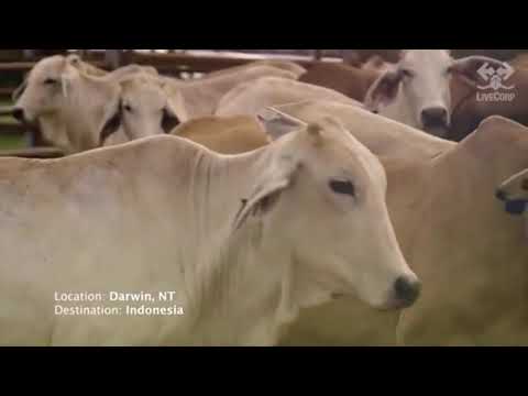 Millions of Sheep, Pigs and Cows Exporting for Meat Processing