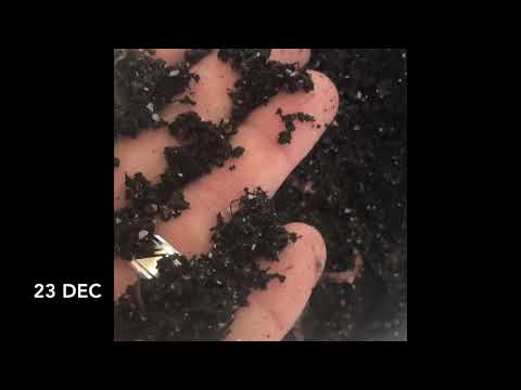 European Night Crawler bucket experiment and cocoons!