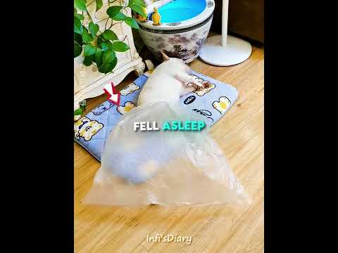 This Bulldog Has a Hidden Talent 💨🐶 #shorts