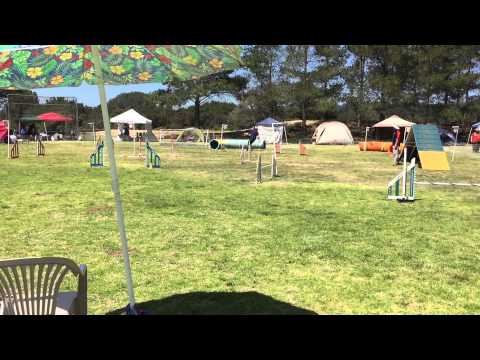 Tracy and Quimblee - Advanced Snooker (16") - 2015-04-17