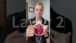 Pelvic Floor Muscle Anatomy