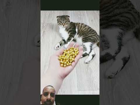 Cat with goli #cute #cat #ekmotahathighumechala #funny
