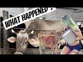 Just Farming Farming Technology Milking Cows Farm Girl