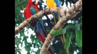 Graça - A última ciência - Madredeus