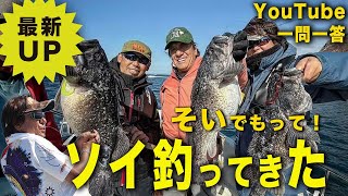 そいでもって!ソイ釣ってきた!@【村田基】#釣り #fishing #イヨケン #シマノ #shimano