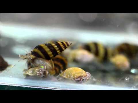 The Assassin snail Clea helena - Species Spotlight