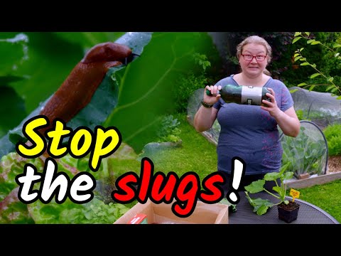 👩‍🌾🛑How to STOP SLUGS in your garden? What works and what not?