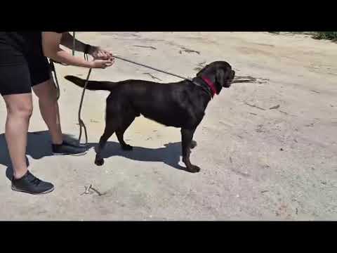 Vídeo de CACAU
