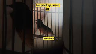 Download lagu Muraibatu isian pelatuk bawang nembak panjang #rajanabirdfarm #pancinganmuraibatu #masteranmuraibatu mp3