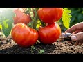 Just ONE Pour And Tomatoes Explode With Growth