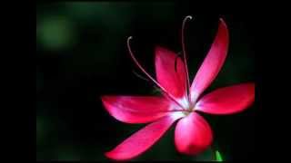 David Civera Bye Bye（Sound Edit Version）