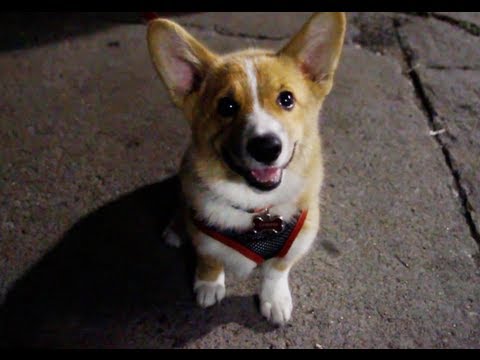 Eastern Market After Dark 2013