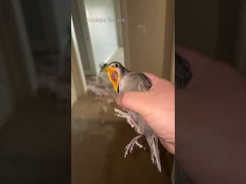 PAJARO ES LIBERADO