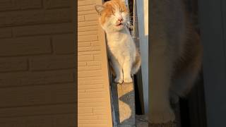 かわいい茶白猫ちゃんに絡まれた🐈幸せな帰宅途中🤩