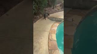 Video preview image #1 Labbe Puppy For Sale in Shermans Dale, PA, USA