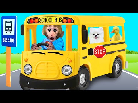 Baby monkey Bon Bon playing in the pool with puppy and eating fruits | BonBon Indonesian