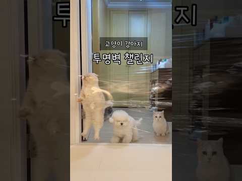 투명벽을 마주한 고양이 강아지의 반응