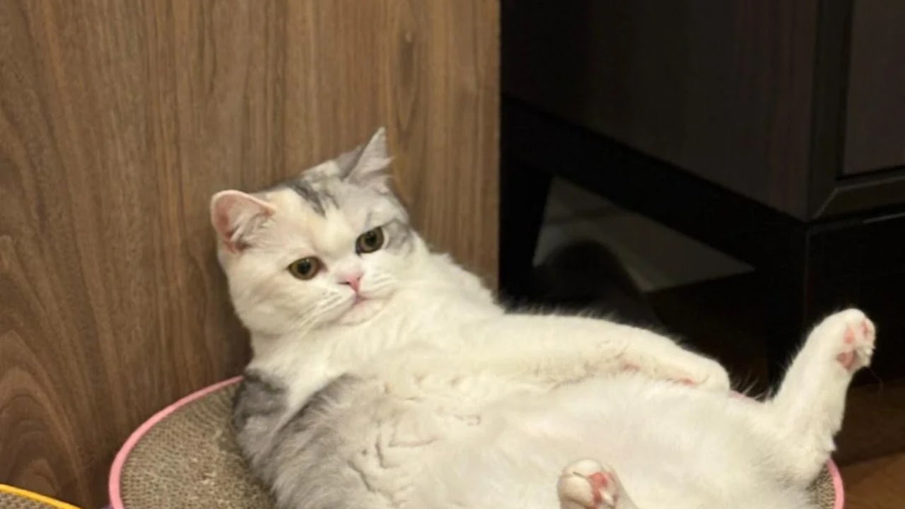 YT Shreddy Live Stream