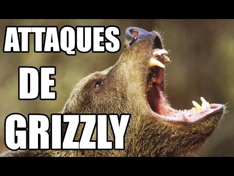 ATTAQUES D'OURS GRIZZLY - ZAPPING SAUVAGE