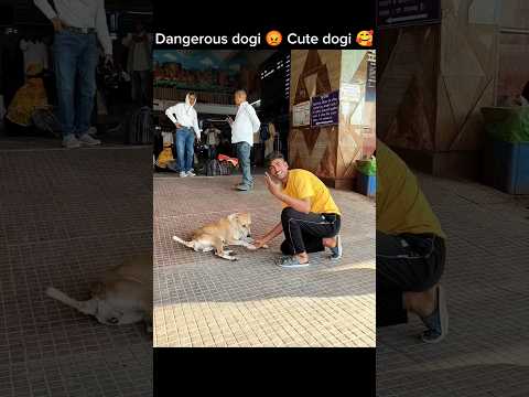 Dangerous dogi 😡 Cute dogi 🥰 #dangerous #dog #shorts #cutedogi #youtube #shorts