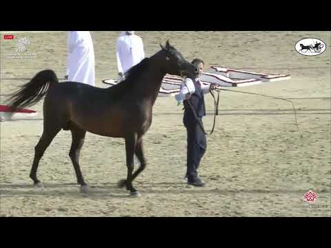 N 251 SQ AL NATO   Sharjah International Arabian Horse Festival 2021   Stallions 4 6 Years Old Class