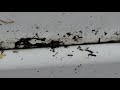 Ants Crawling All Over Side of Home in Millstone Township, NJ