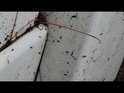 Ants Crawling All Over Side of Home in Millstone Township, NJ