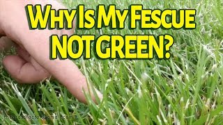 Why Is My Tall Fescue Not GREEN? - The Grass Factor