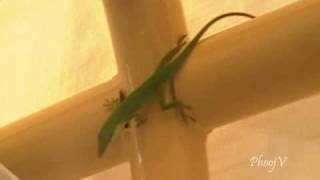 Green Lizard
