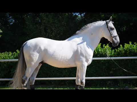 Iberian horses - lusitanian horses - dressage - Daniel Volante