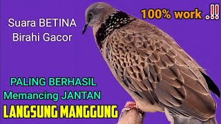 Download lagu tekukur betina memanggil jantan - AHLINYA UNTUK PANCINGAN DAN PIKAT mp3