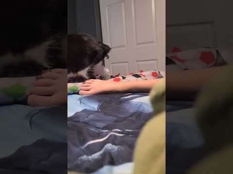 Shamin' that isn't nice?!🐱