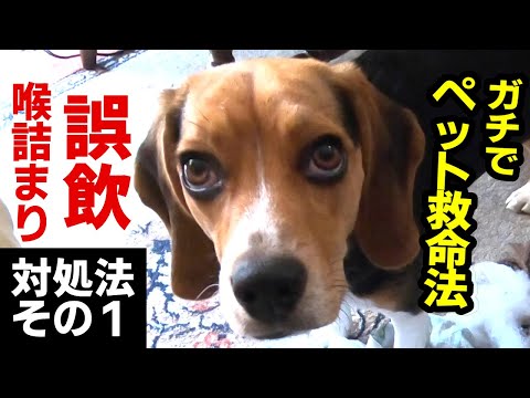 喉に何かが詰まった犬 - どうすればよいですか