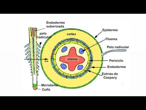#6.2 - Anatomia da Raiz: Estruturas Primárias e Secundárias