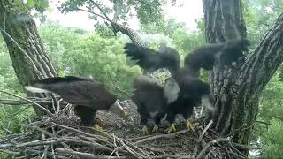 Decorah Eagles Fish Gone In One Gulp! 6/8/18