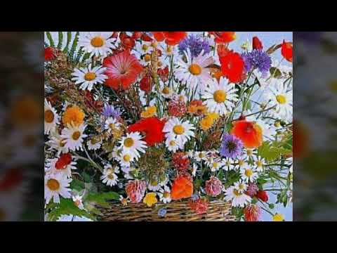 Bài ca tết cho em