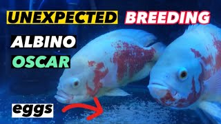 UNEXPECTED BREEDING OSCAR FISH | ALBINO OSCAR BREEDING | PAANO MAG BREED NG OSCAR | OSCAR BREEDING
