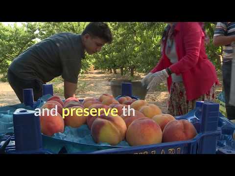 download lagu mp3 mp4 Figs And Peaches, download lagu Figs And Peaches gratis, unduh video klip Figs And Peaches