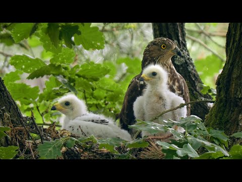 Honey Buzzard chicks in nest (Pernis apivorus) — mláďatá v hniezde, kŕmenie larvami vôs.