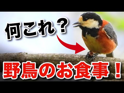 庭の鳥の食べ物