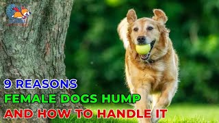 9 Reasons Behind Humping and Effective Solutions, Demystifying Female Dog Behavior - Ani Training