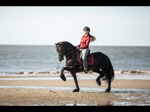 Stal Okkema's Toltsje - Wytse x Olrik - Mare - 2014 - 1.62m