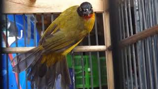 Kutilang Emas Tapsel Super Gacor Sandang Garigit Togang