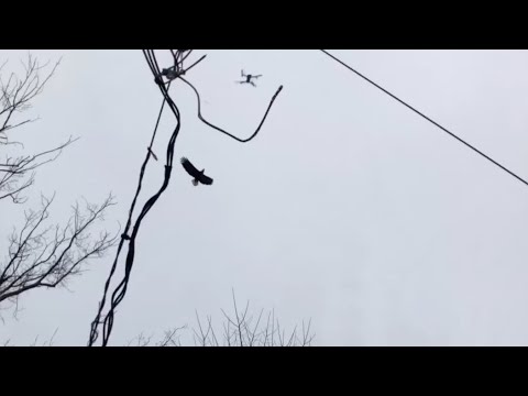 Eagle attacks drone flying at its nest