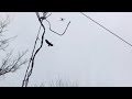 Eagle Attacks Drone Flying At Its Nest