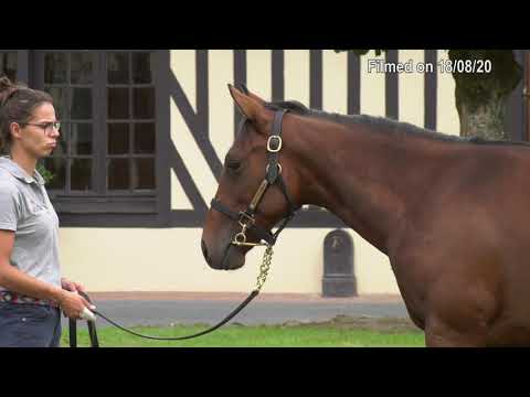 2020 Deauville Select Sale - Lot 7 c.FRANKEL x AFTER DAWN