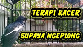 Download lagu suara kacer ngeplong merdu, bisa atasi kacer macet mp3