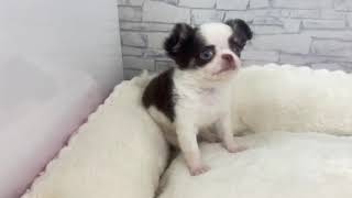 チワワ（ロング）の動画01