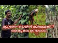 കുറഞ്ഞ ചെലവിൽ കുരുമുളകിന് താങ്ങ് മരം ഉണ്ടാക്കാം pepperfarming blackpepper spices