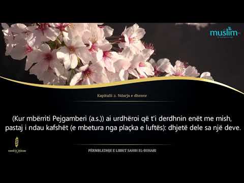 45. Ortakëria - Sahih el Buhari